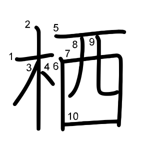 栖