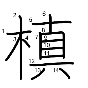 槙