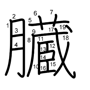 臓