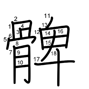 髀